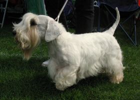 Image de la race Sealyham Terrier