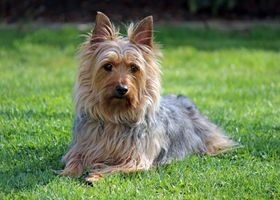 Image de la race Silky Terrier