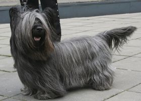Image de la race Skye Terrier