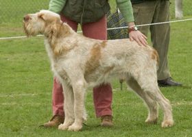 Image de la race Spinone