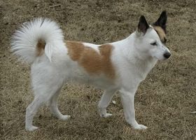 Image de la race Spitz de Norrbotten