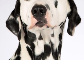 Image de la race Dalmatien