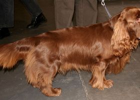 Image de la race Sussex Spaniel