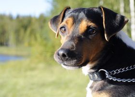 Image de la race Terrier Brésilien
