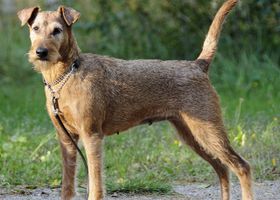 Image de la race Terrier Irlandais