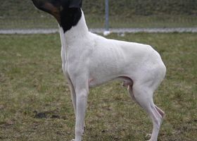 Image de la race Terrier Japonais