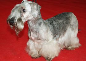 Image de la race Terrier Tchèque