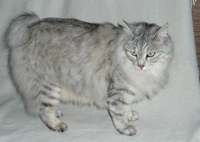 Image de la race Kurilian Bobtail