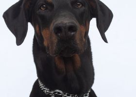 Image de la race Dobermann