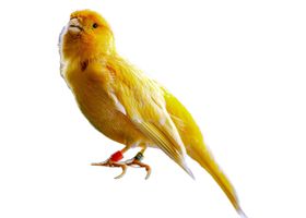 Image de la race Canari