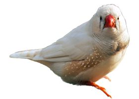 Image de la race Diamant mandarin