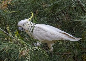 Image de la race Cacatoès
