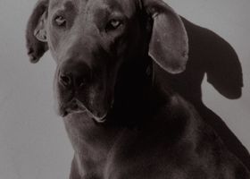 Image de la race Dogue Allemand - Danois