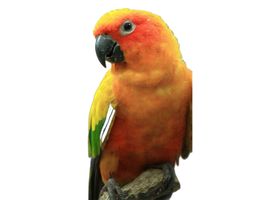 Image de la race Conure
