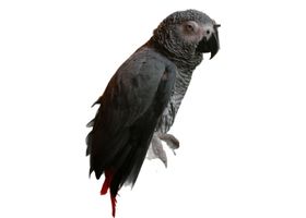 Image de la race Gris du Gabon