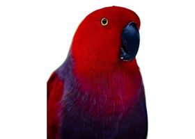 Image de la race Eclectus