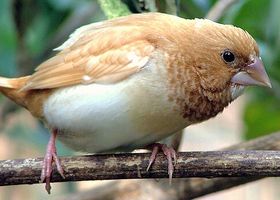 Image de la race Moineau du Japon