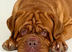 Image de la race Dogue de Bordeaux