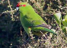 Image de la race Kakariki