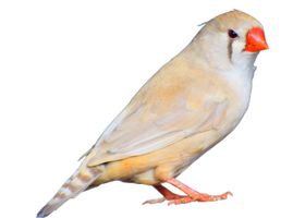 Image de la race Mandarin
