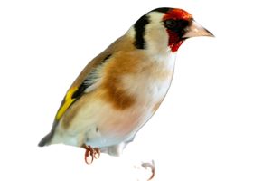 Image de la race Chardonneret élégant
