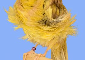 Image de la race Canari de posture
