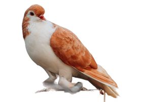 Image de la race Pigeon domestique