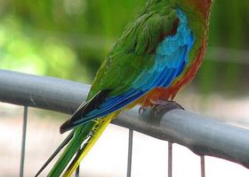 Image de la race Perruche turquoisine