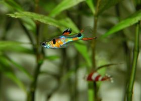 Image de la race Guppy