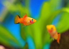 Image de la race Platy