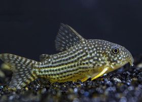 Image de la race Corydoras