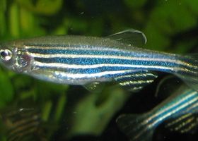Image de la race Danio rerio