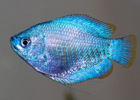 Image de la race Gourami nain