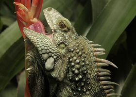 Image de la race Iguane