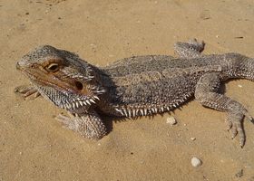 Image de la race Lézard