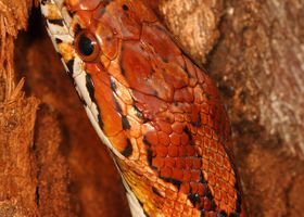 Image de la race Serpent