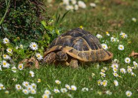 Image de la race Tortue