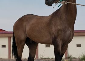 Image de la race Akhal-Teke