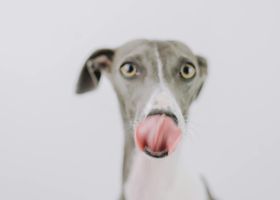 Image de la race Greyhound