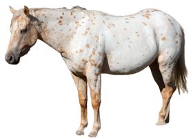 Image de la race Appaloosa
