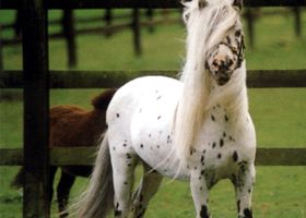 Image de la race Falabella