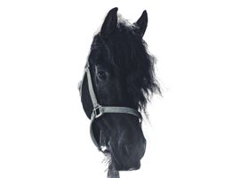 Image de la race Frison