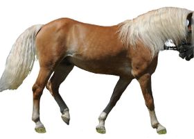 Image de la race Haflinger