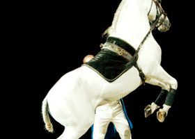 Image de la race Lipizzan
