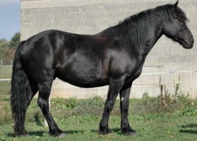 Image de la race Merens