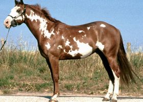 Image de la race Paint Horse