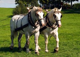 Image de la race Percheron