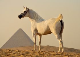 Image de la race Pur-Sang Arabe
