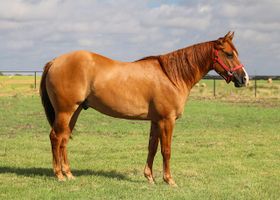 Image de la race Quarter Horse