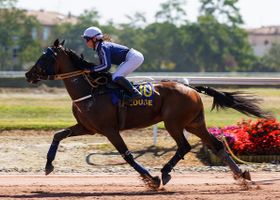 Image de la race Trotteur Français